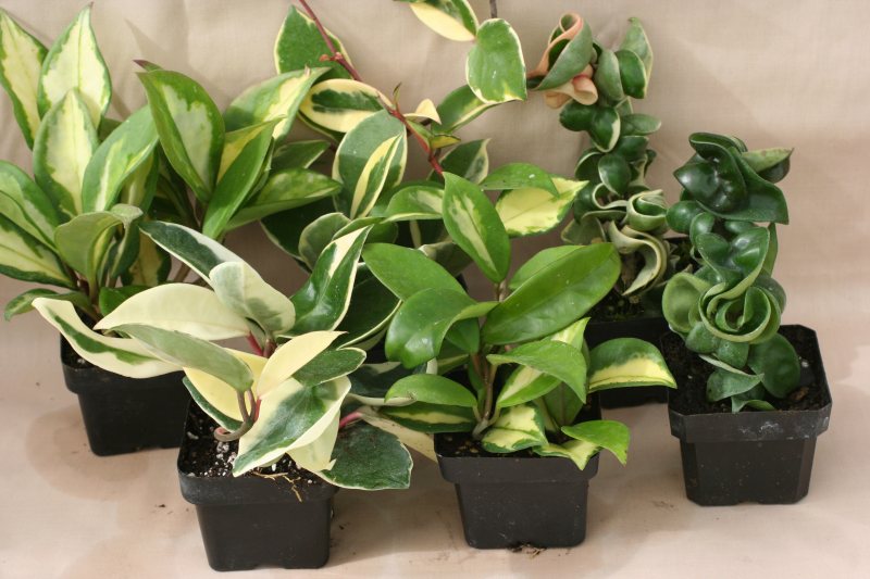 3" pot Hoyas Assortment